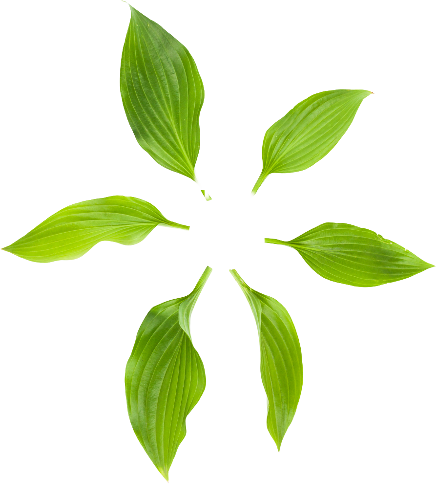 leaf